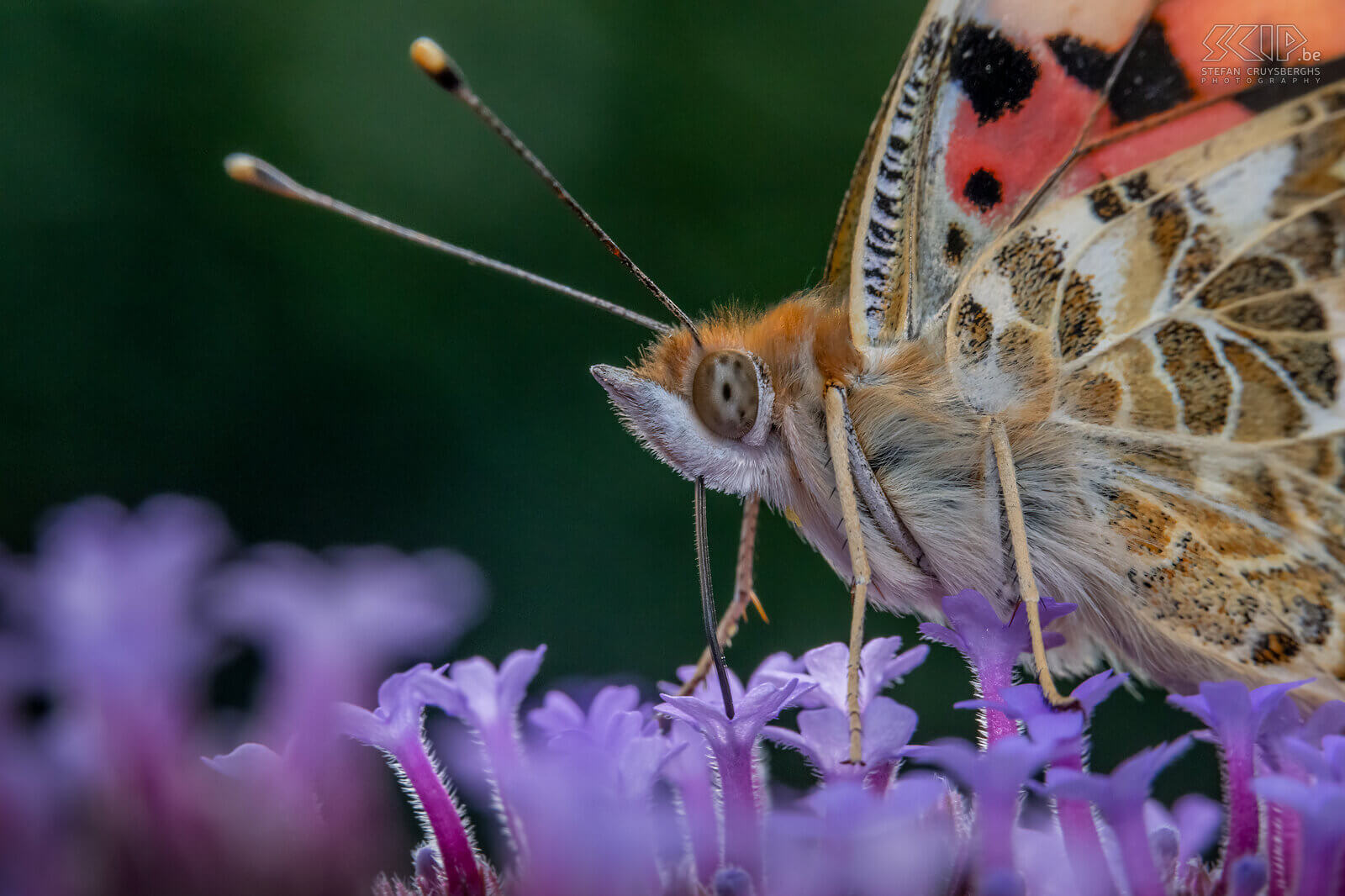 Insects - Painted lady In our garden, large numbers of butterflies only appeared late in the summer, but luckily, I was able to photograph some caterpillars and butterflies here and there starting in the spring.  Stefan Cruysberghs
